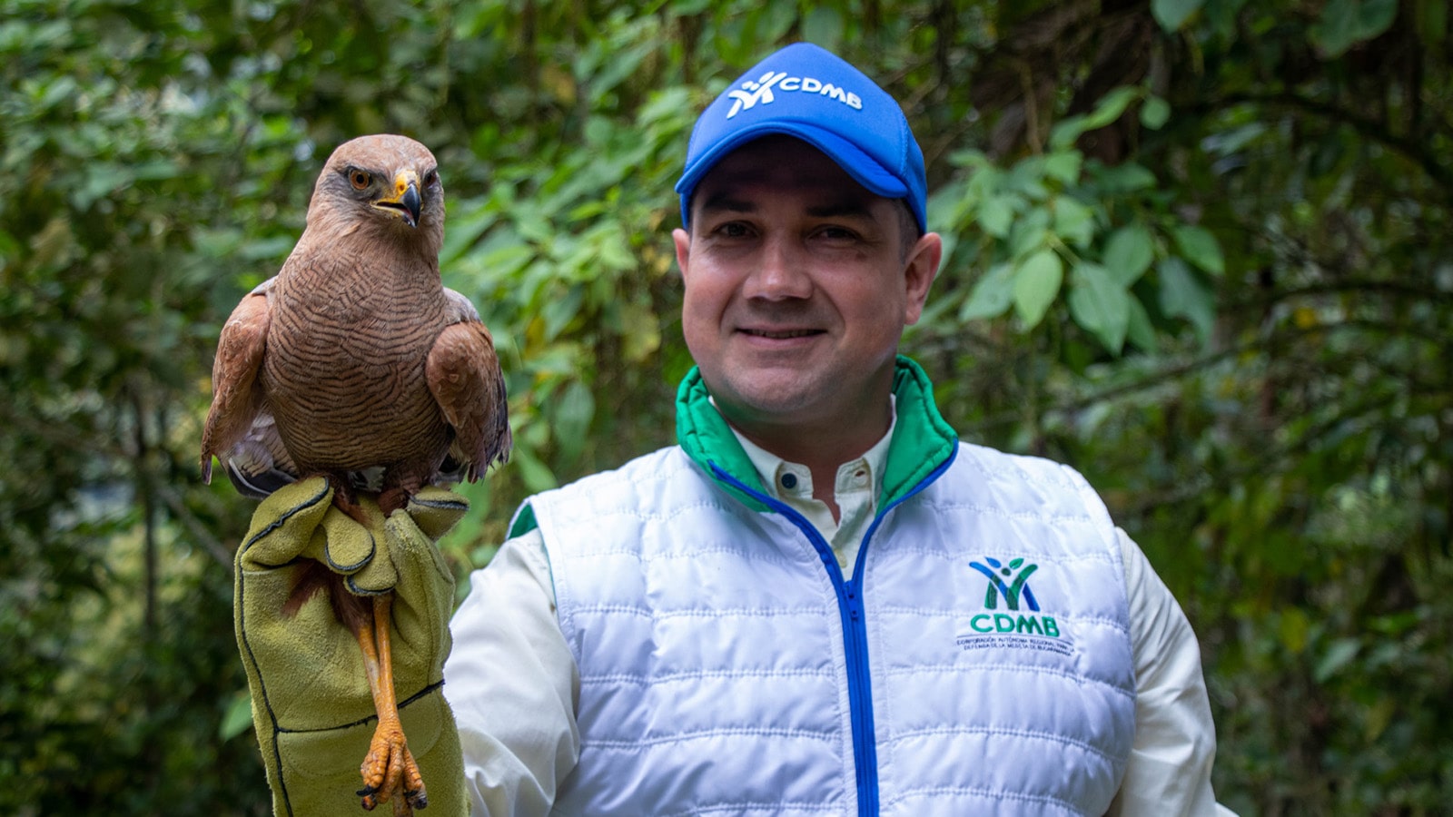 Águila Cangrejera Buteogallus meridionalis